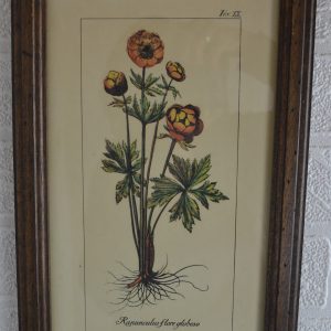 représentation botanique de la maison de Carine
