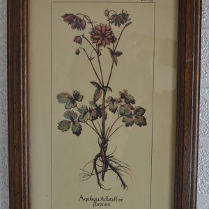 représentation botanique de la maison de Carine