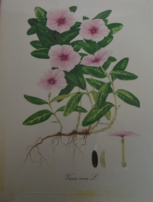 Illustration botanique de La maison de Carine_3