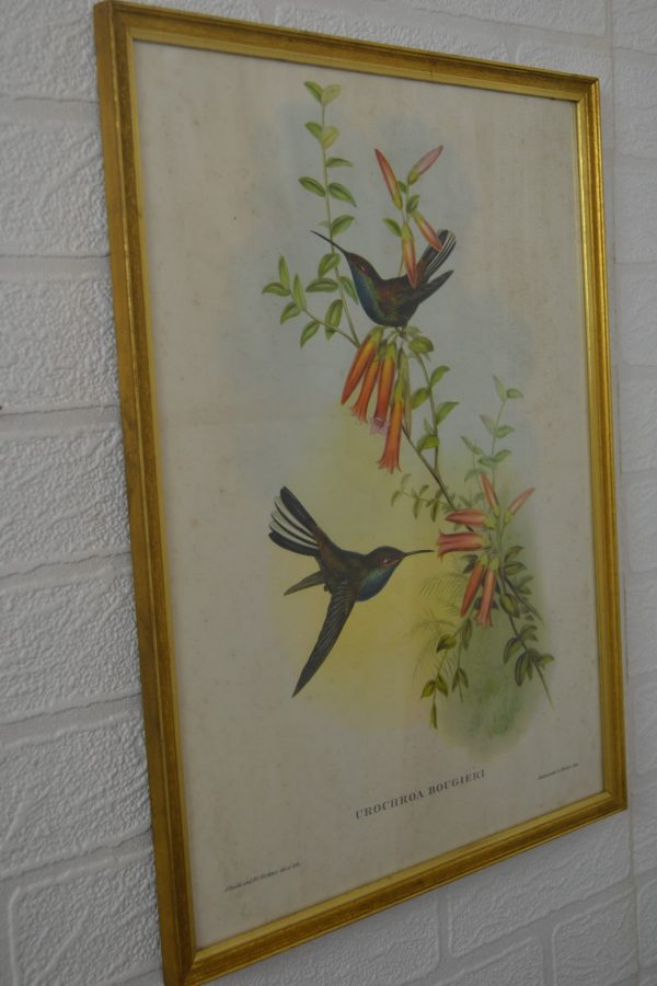 Lithographie vintage d'oiseaux de La maison de Carine_5