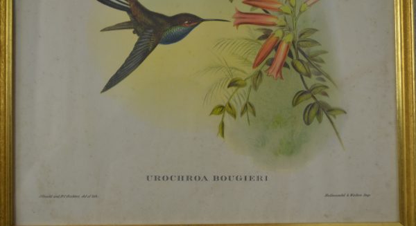 Lithographie vintage d'oiseaux de La maison de Carine_1