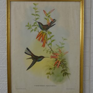 Lithographie vintage d'oiseaux de La maison de Carine