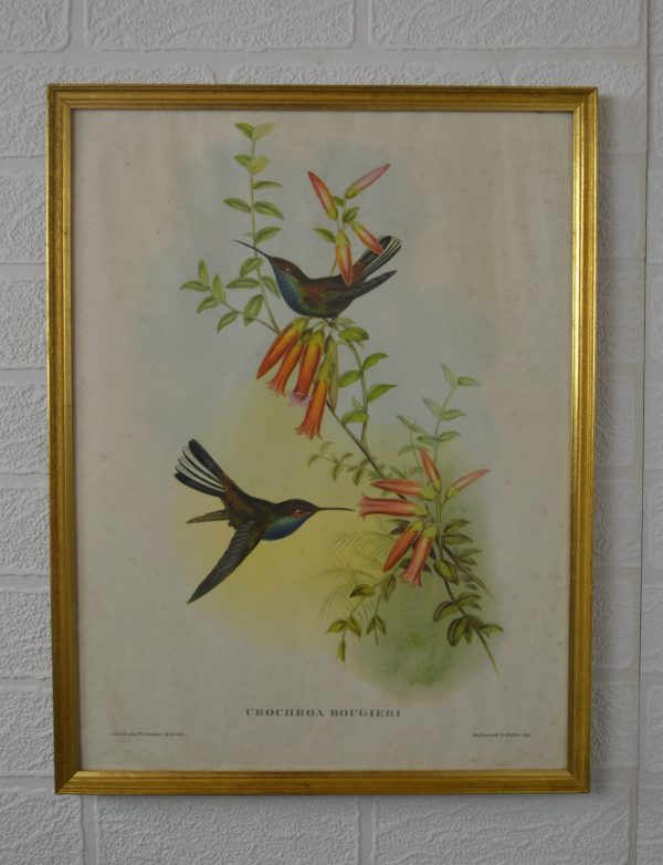 Lithographie vintage d'oiseaux de La maison de Carine