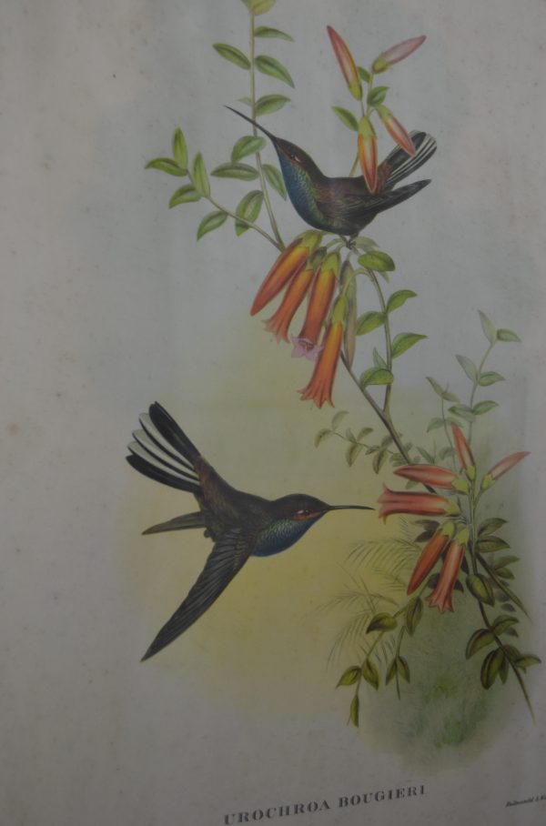 Lithographie vintage d'oiseaux de La maison de Carine_2