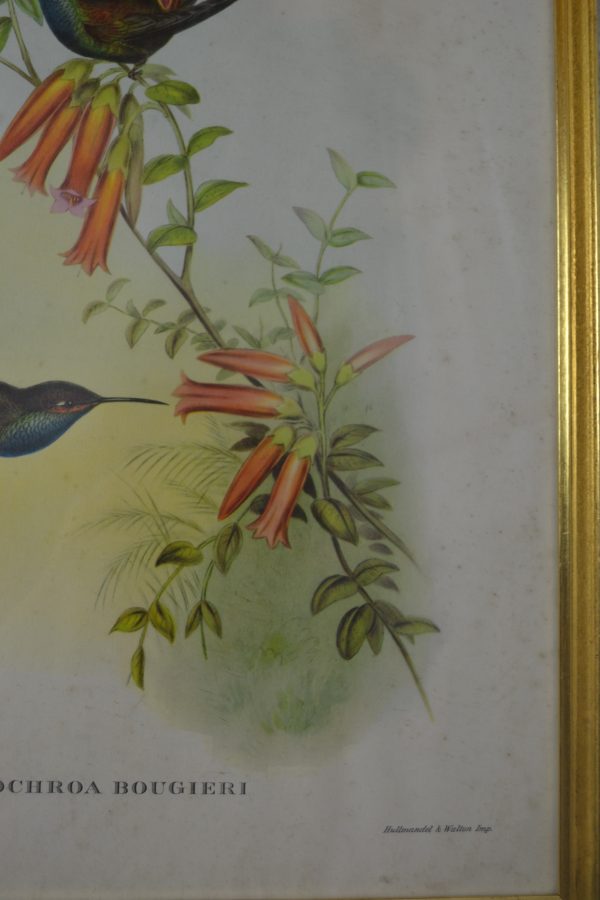 Lithographie vintage d'oiseaux de La maison de Carine_3
