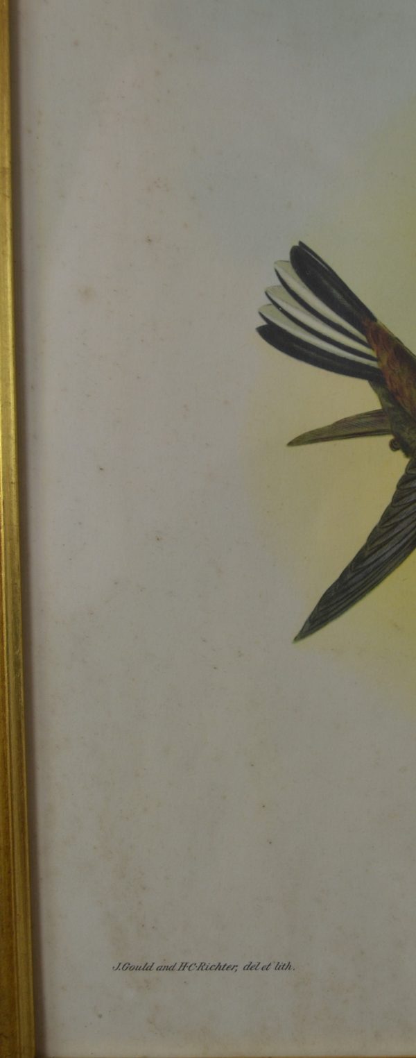 Lithographie vintage d'oiseaux de La maison de Carine_4